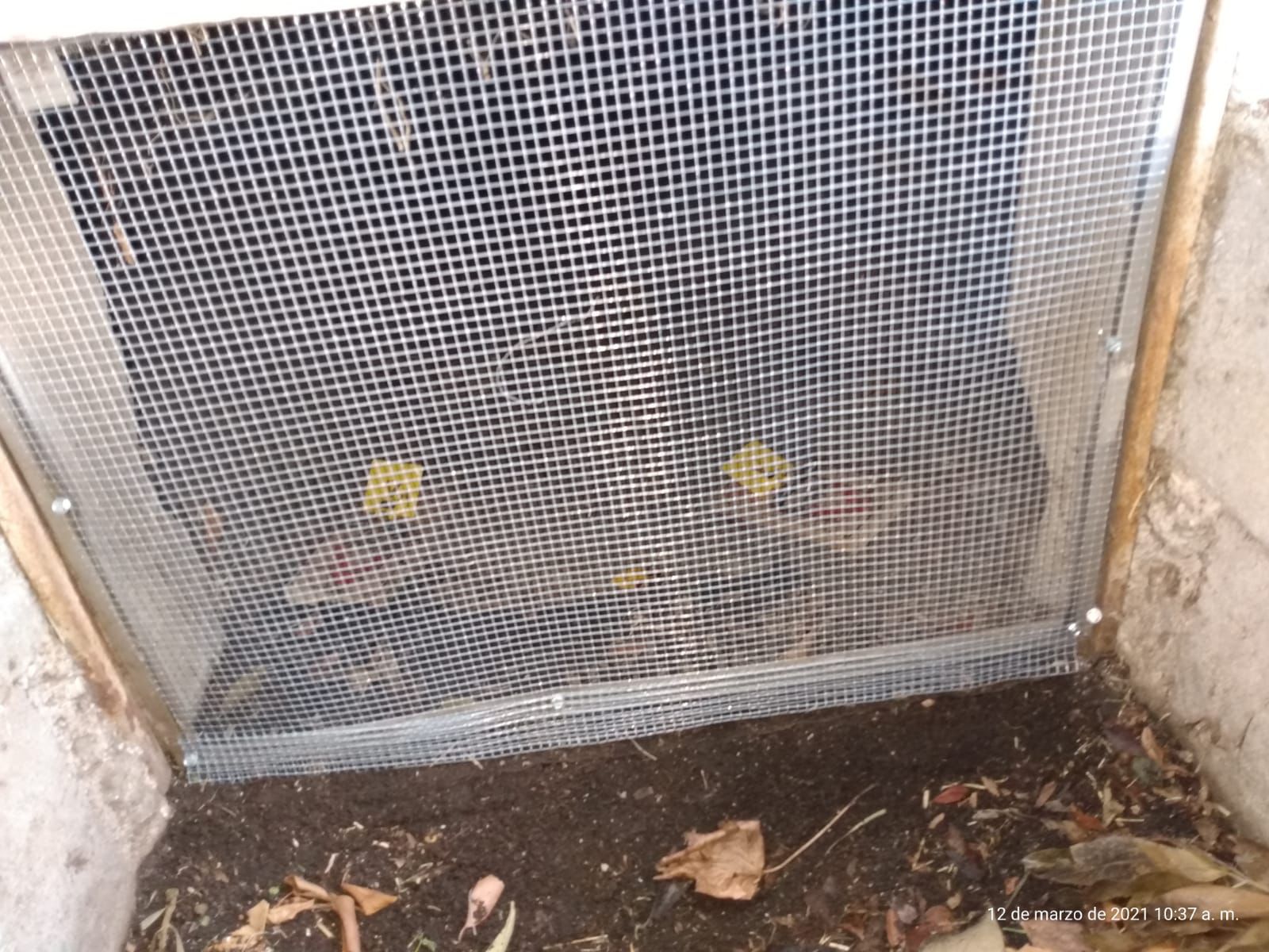 Traps set throughout the attic and crawl space