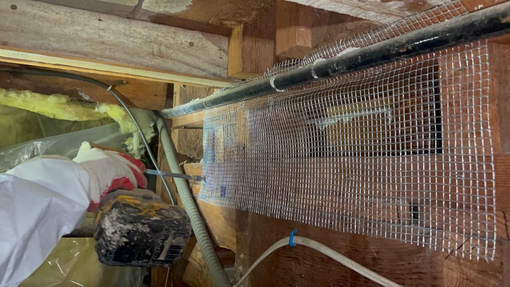 Freshly rodent-proofed and cleaned attic